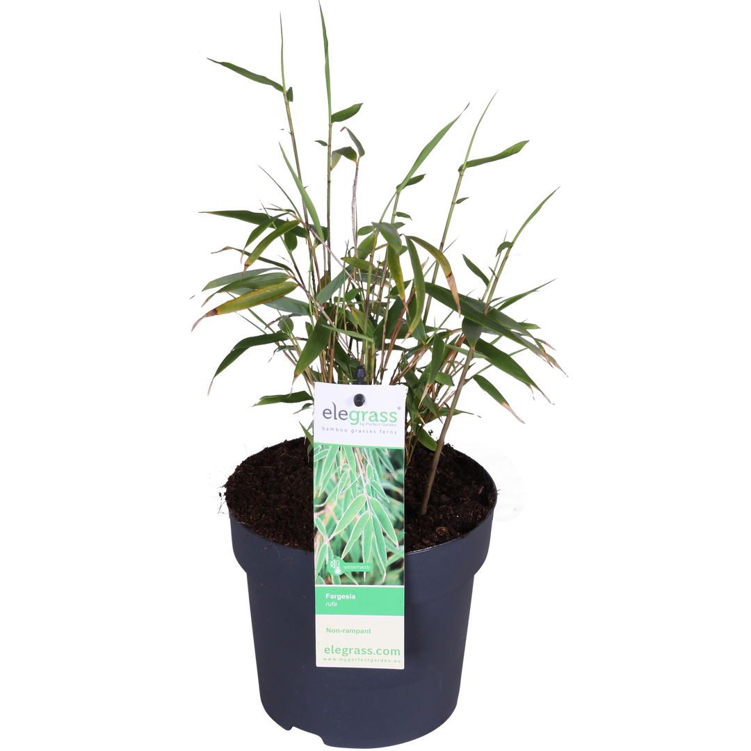 Fargesia rufa - Niet woekerende bamboe - Ø29cm - ↕80cm - Ø14 - ↨40cm