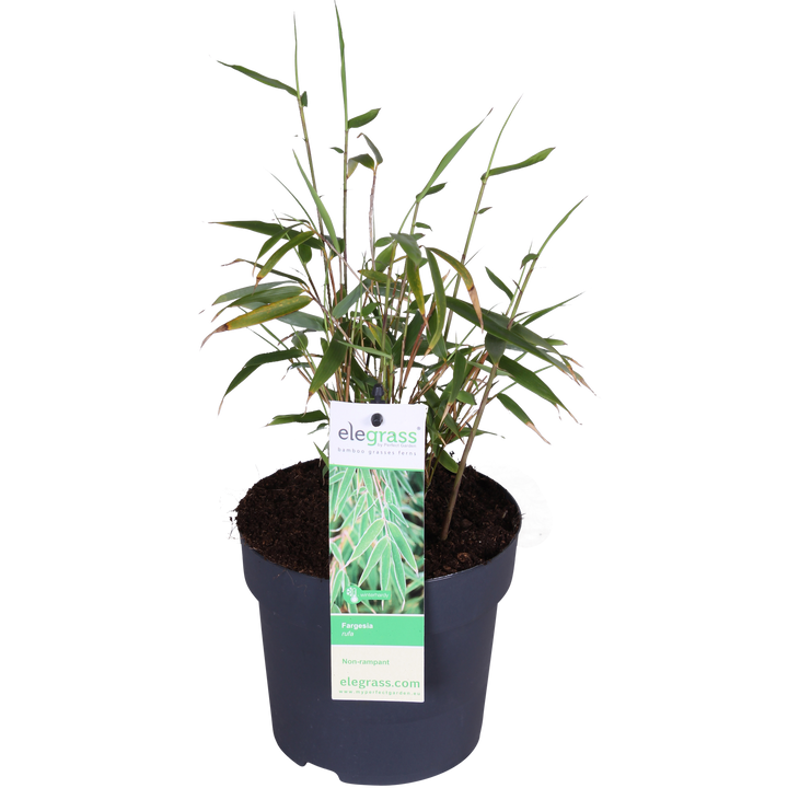 Fargesia rufa - Niet woekerende bamboe - Ø29cm - ↕80cm - Ø14 - ↨40cm