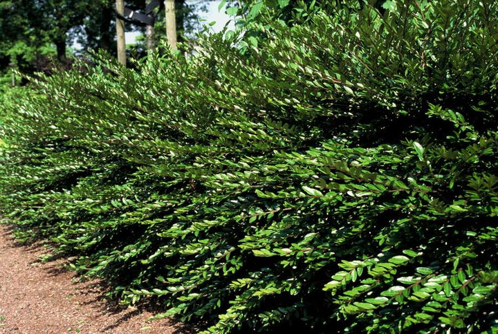 12x Lonicera pileata - ↕10-25cm - Ø9cm