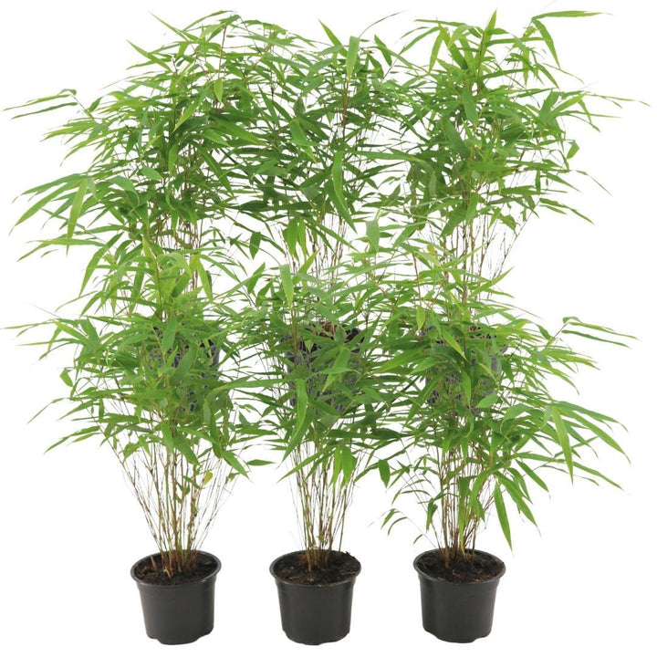 6x Fargesia Rufa Ø13 cm - ↕25 cm Bamboe