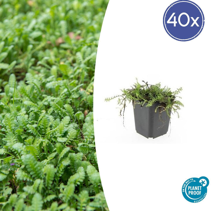 40x Leptinella squalida - ↕10-25cm - Ø9cm