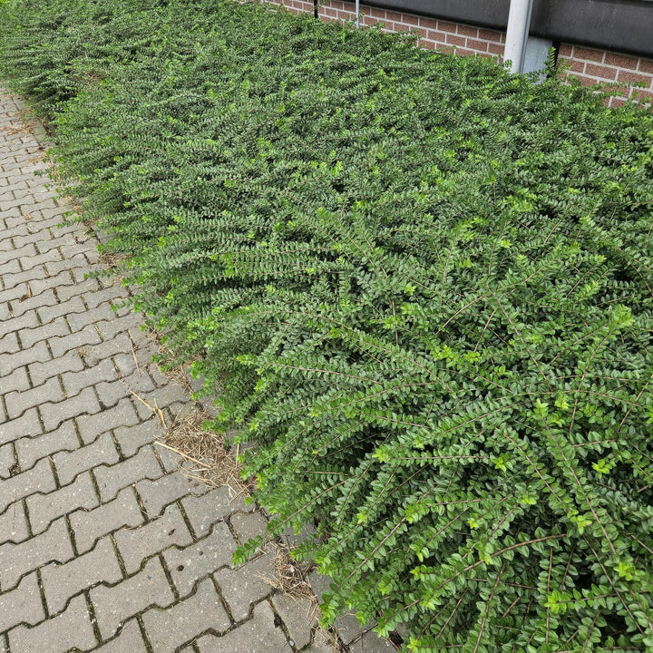 24x Lonicera nit. 'Maigrün' - ↕10-25cm - Ø9cm