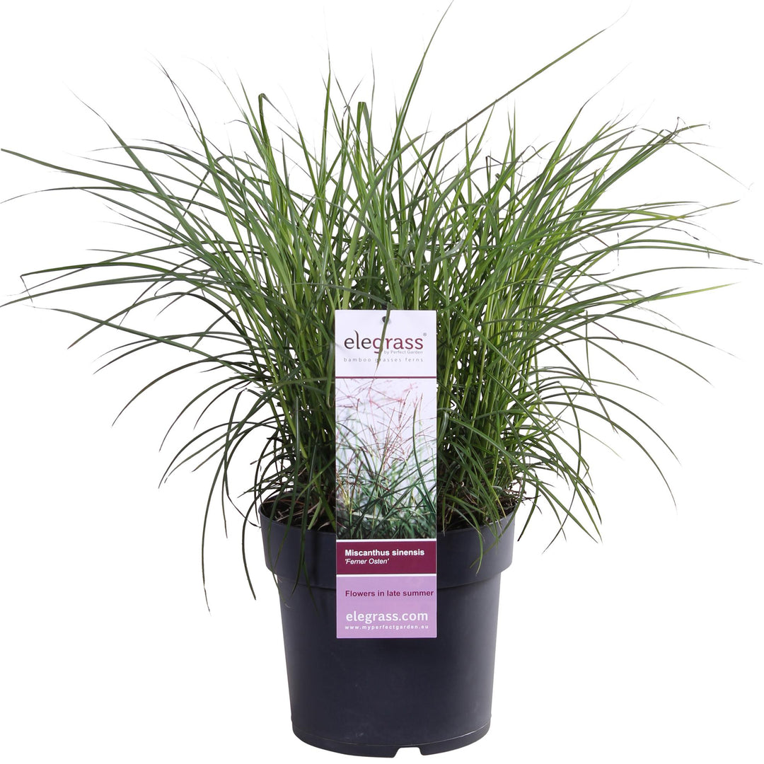Miscanthus sinensis Ferner Osten - Ø19cm - ↕50cm - Ø23 - ↨60cm