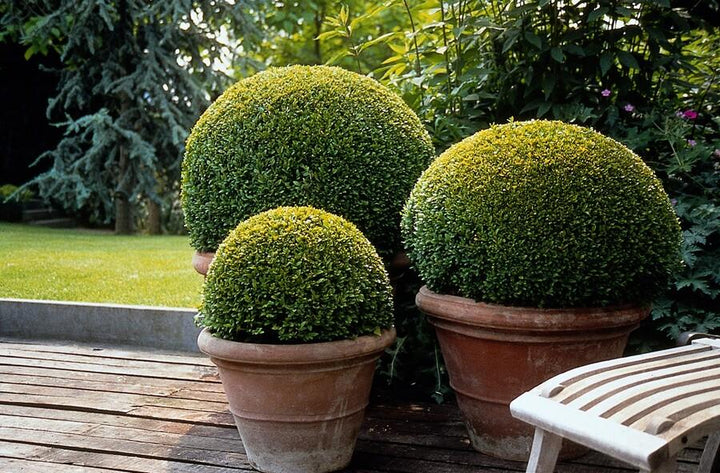 6x Buxus Sempervirens - ↕10-25cm - Ø9cm