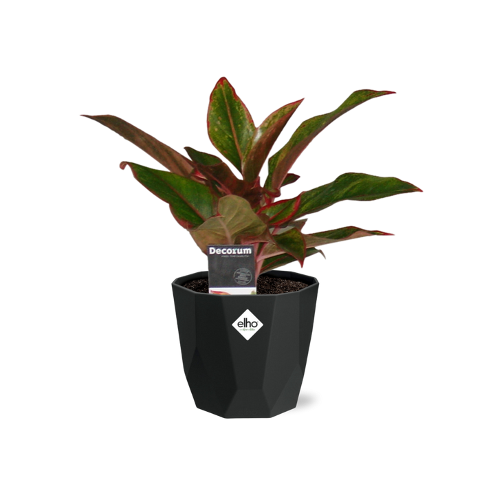 Aglaonema Crete in 14cm b.for rock living black