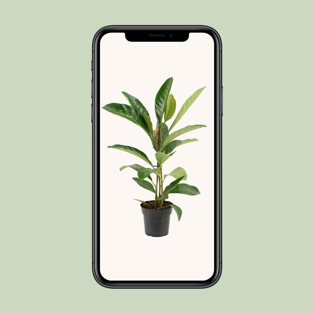 Ficus Benghalensis Roy (R) - Ø17cm - ↕70cm