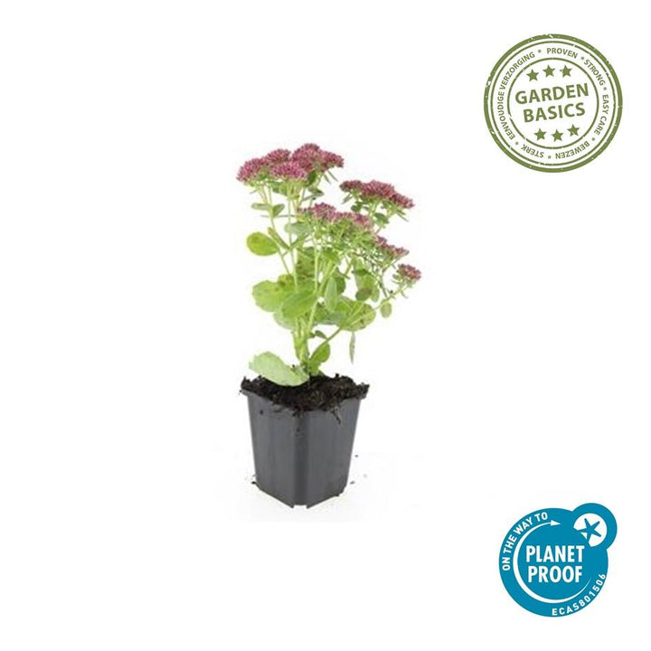 20x Sedum 'Herbstfreude' - ↕10-25cm - Ø9cm