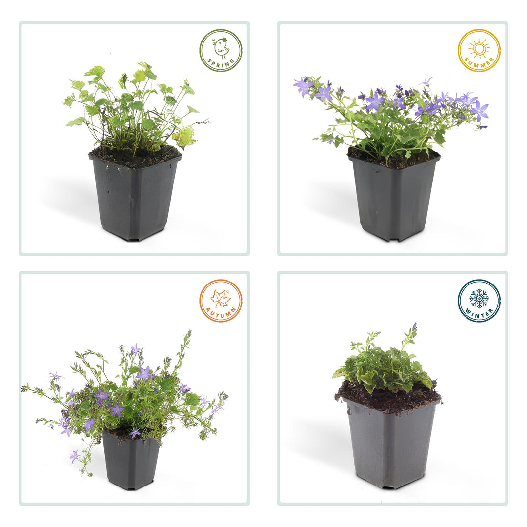 40x Campanula poscharskyana 'Stella' - ↕10-25cm - Ø9cm