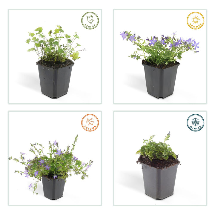 40x Campanula poscharskyana 'Stella' - ↕10-25cm - Ø9cm