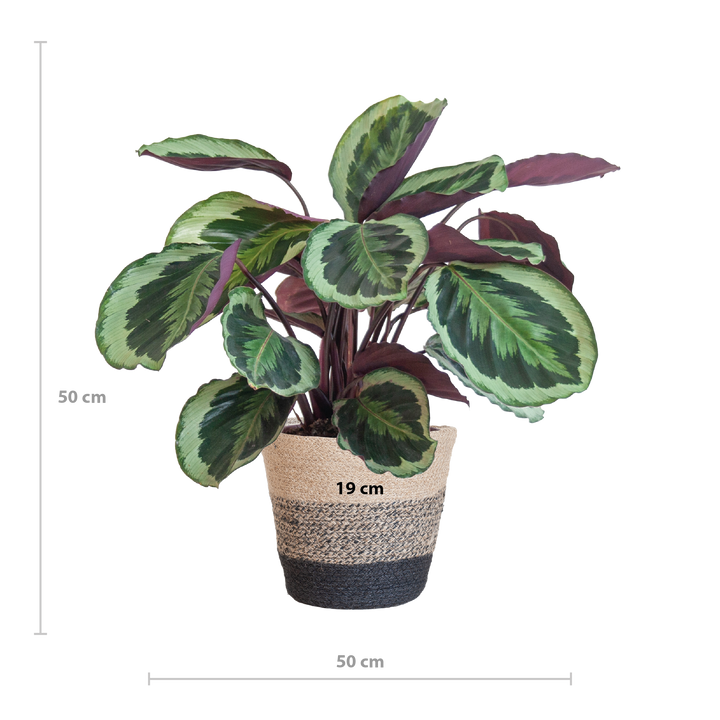Calathea Medaillon met Lissabon mand zwart - 65cm - Ø19