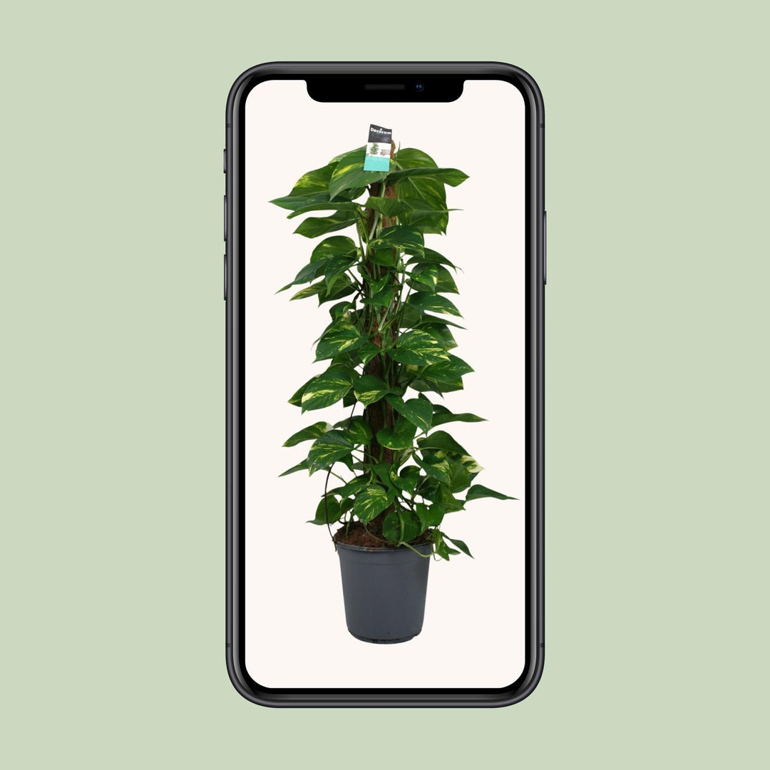 Scindapsus (Epipremnum) - Ø24cm - ↕120cm