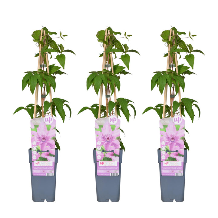 3x - Clematis Hagley Hybrid - ↨65cm - Ø15