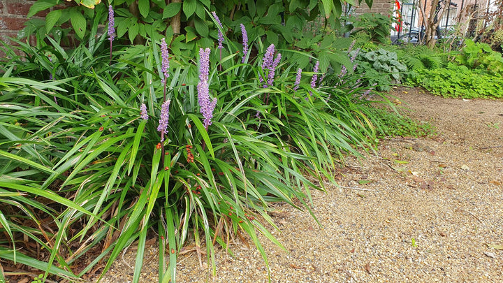 24x Liriope muscari 'Ingwersen' - ↕10-25cm - Ø9cm