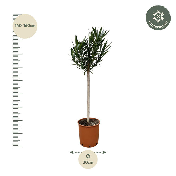Nerium Oleander op stam met rode bloem - 170cm - Ø30