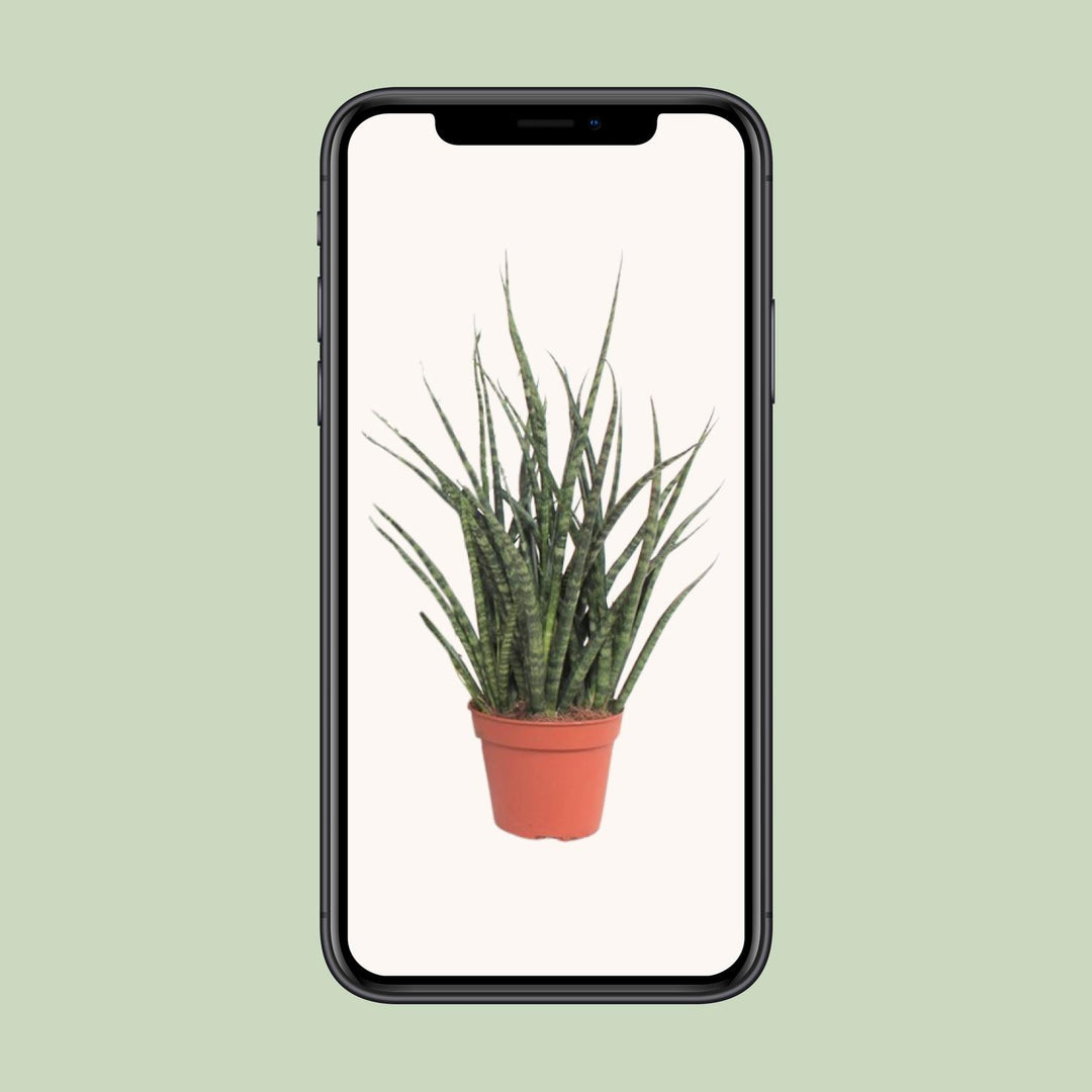 Sansevieria Fernwood Punk - Ø12cm - ↕30cm