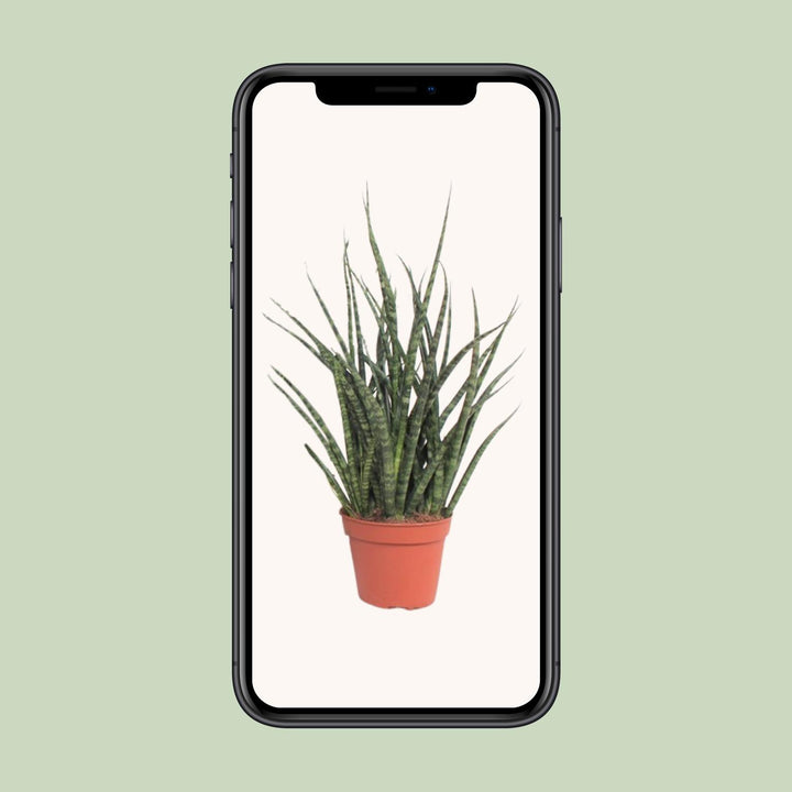 Sansevieria Fernwood Punk - Ø12cm - ↕30cm