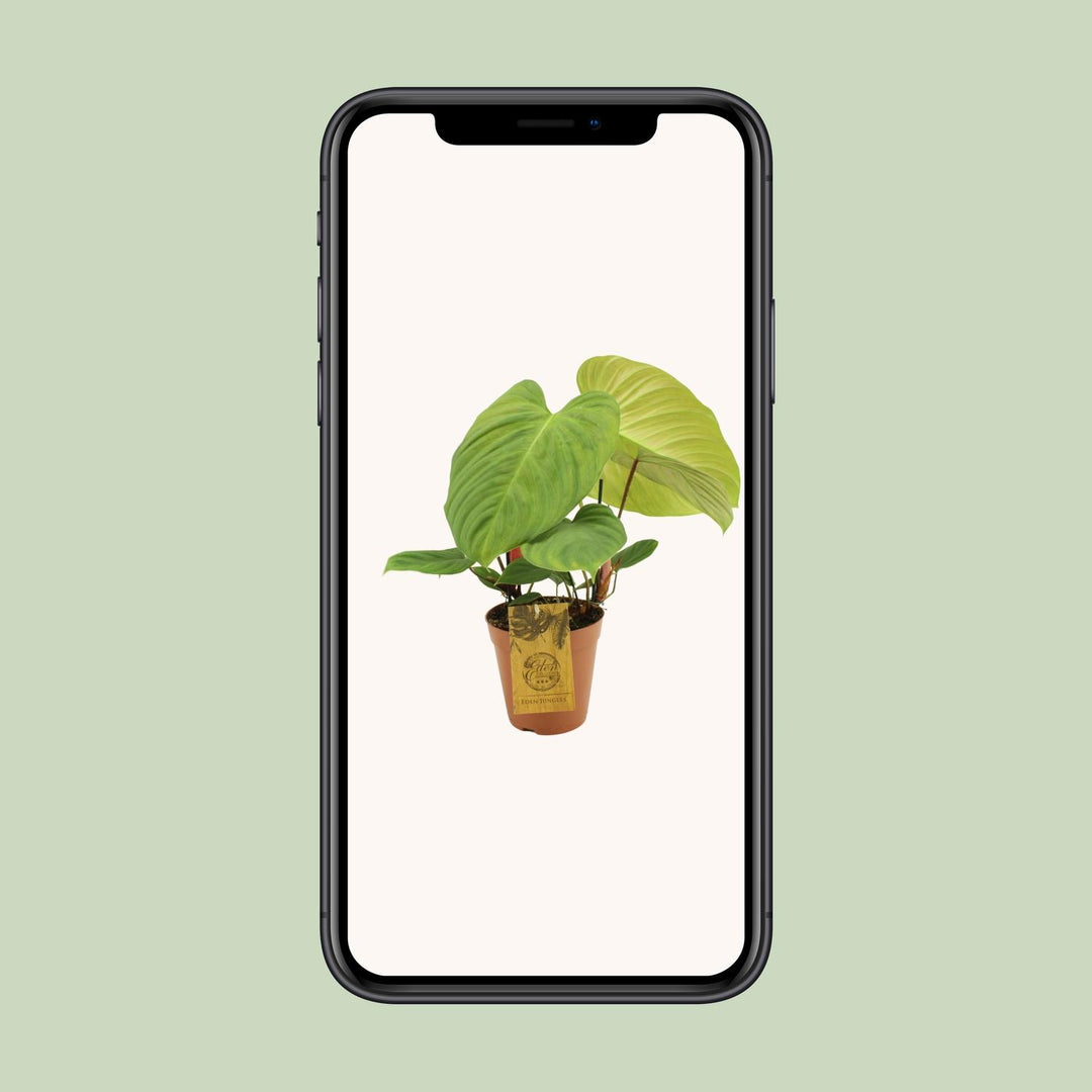 Philodendron Fuzzy Petiole - Ø15cm - ↕50cm