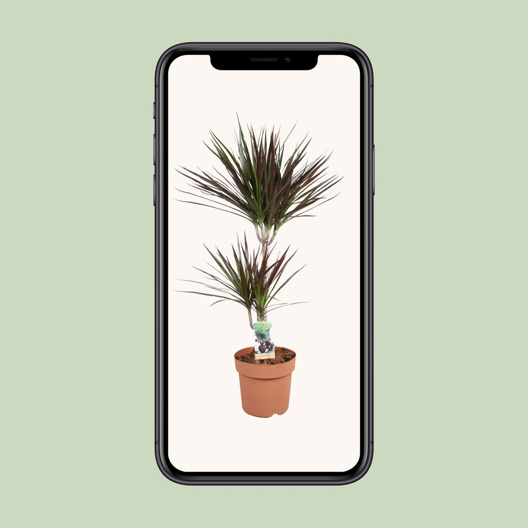 Dracaena Magenta 45-15 - Ø21cm - ↕90cm