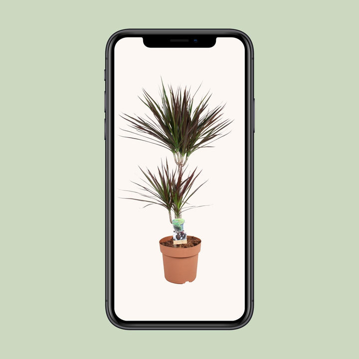 Dracaena Magenta 45-15 - Ø21cm - ↕90cm