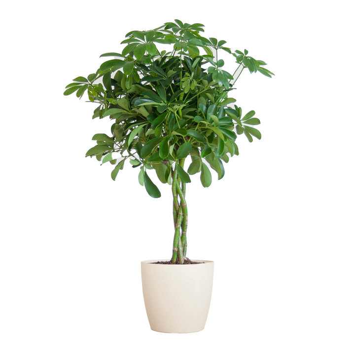 Schefflera Arab Nora met Viber wit  - 70cm - Ø21