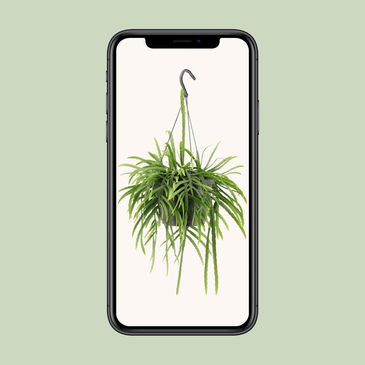 Lepismium Bolivianum - Ø17cm - ↕25cm