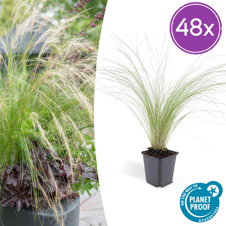 48x Stipa tenuissima 'Ponytails' - ↕10-25cm - Ø9cm