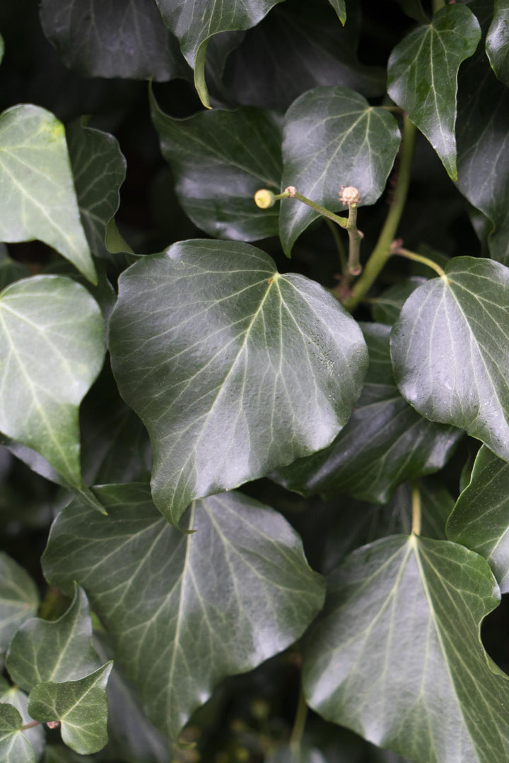 4x - Hedera hibernica - ↨65cm - Ø15