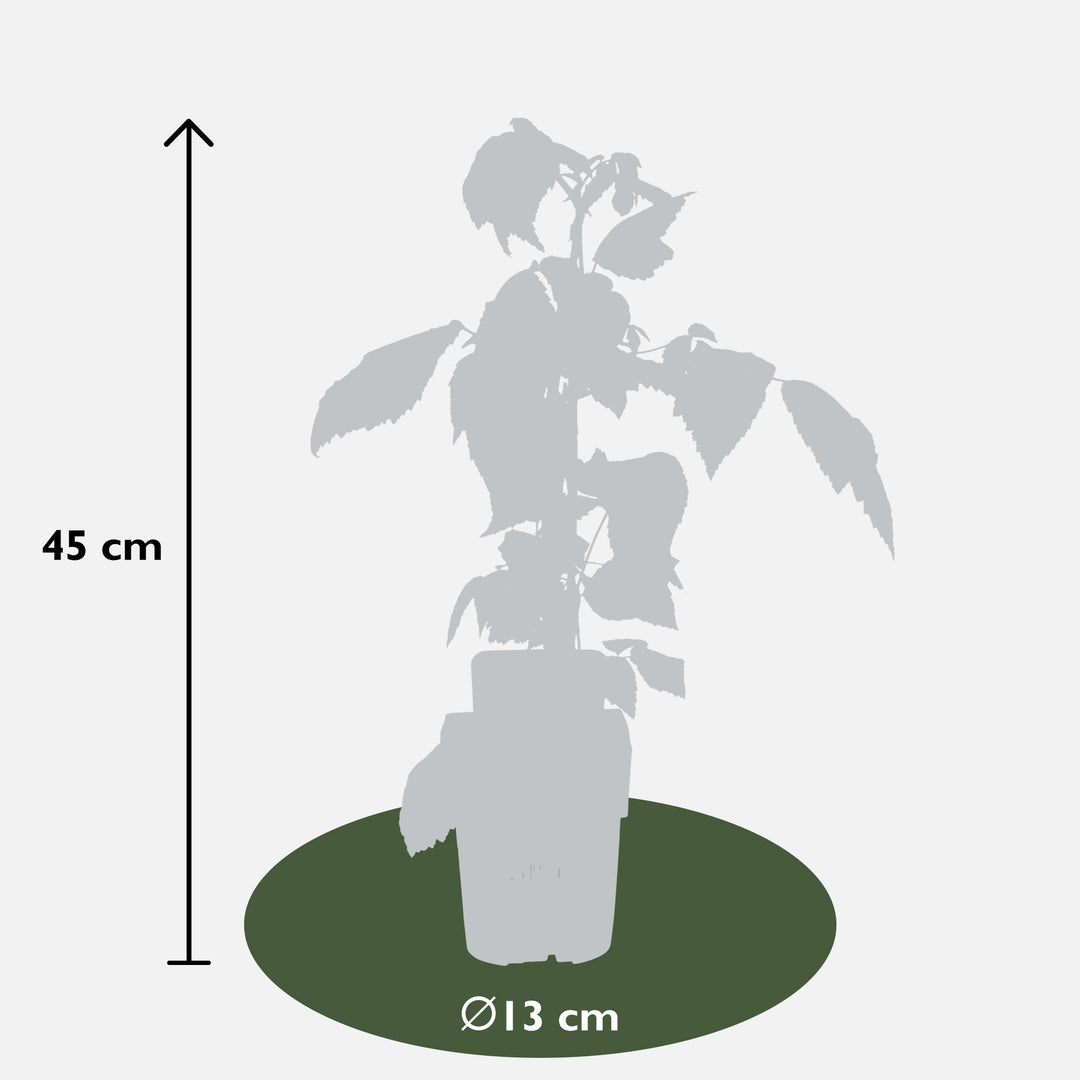 3x Rubus id. Twotimer 'Sugana Red' - ↨45cm - Ø13