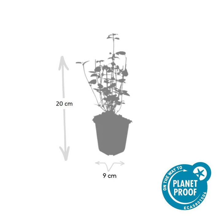 48x Agastache 'Black Adder' - ↕10-25cm - Ø9cm