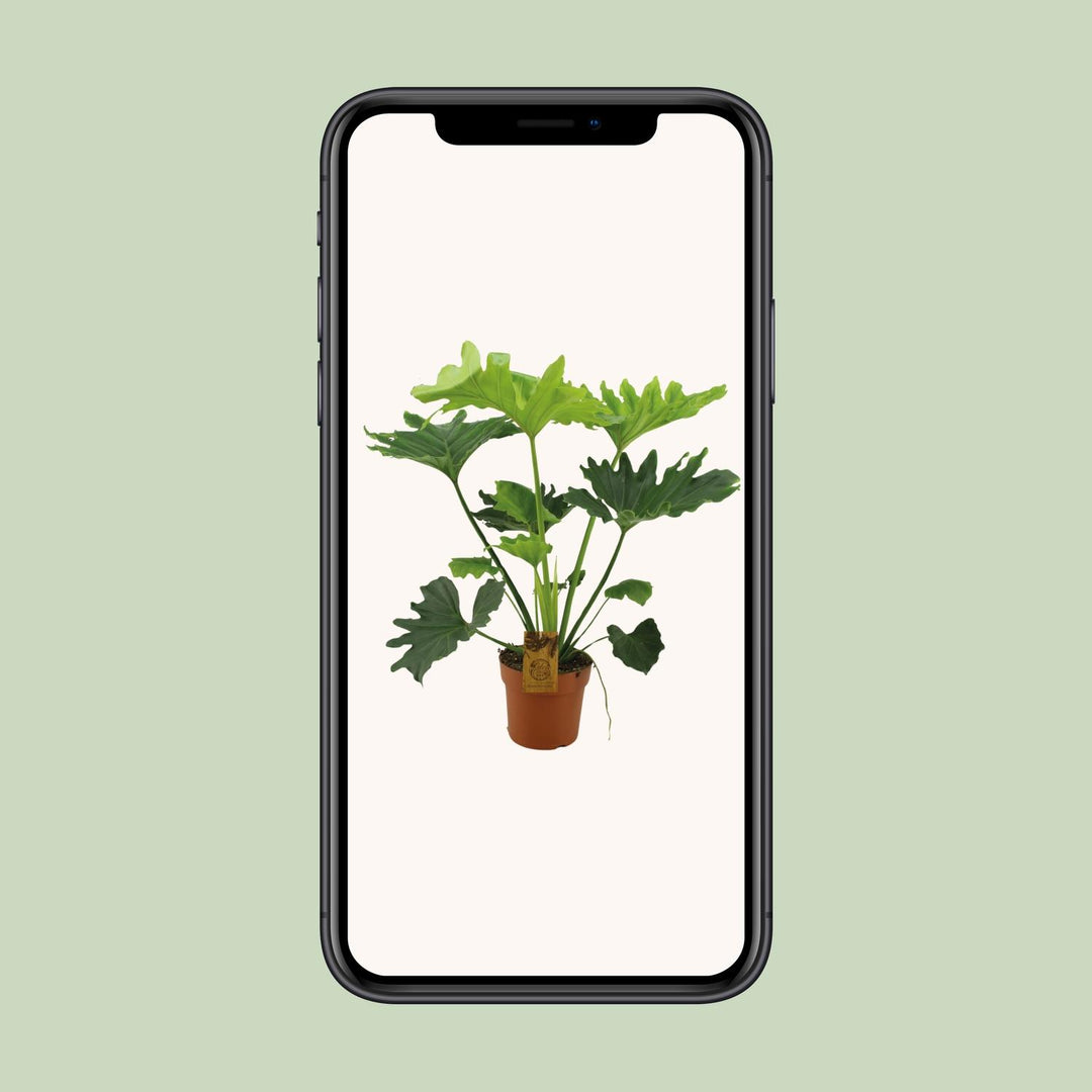 Philodendron Selloum Elefantiana - Ø21cm - ↕100cm