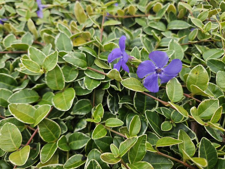 24x Vinca minor 'Argenteovariegata' - ↕10-25cm - Ø9cm