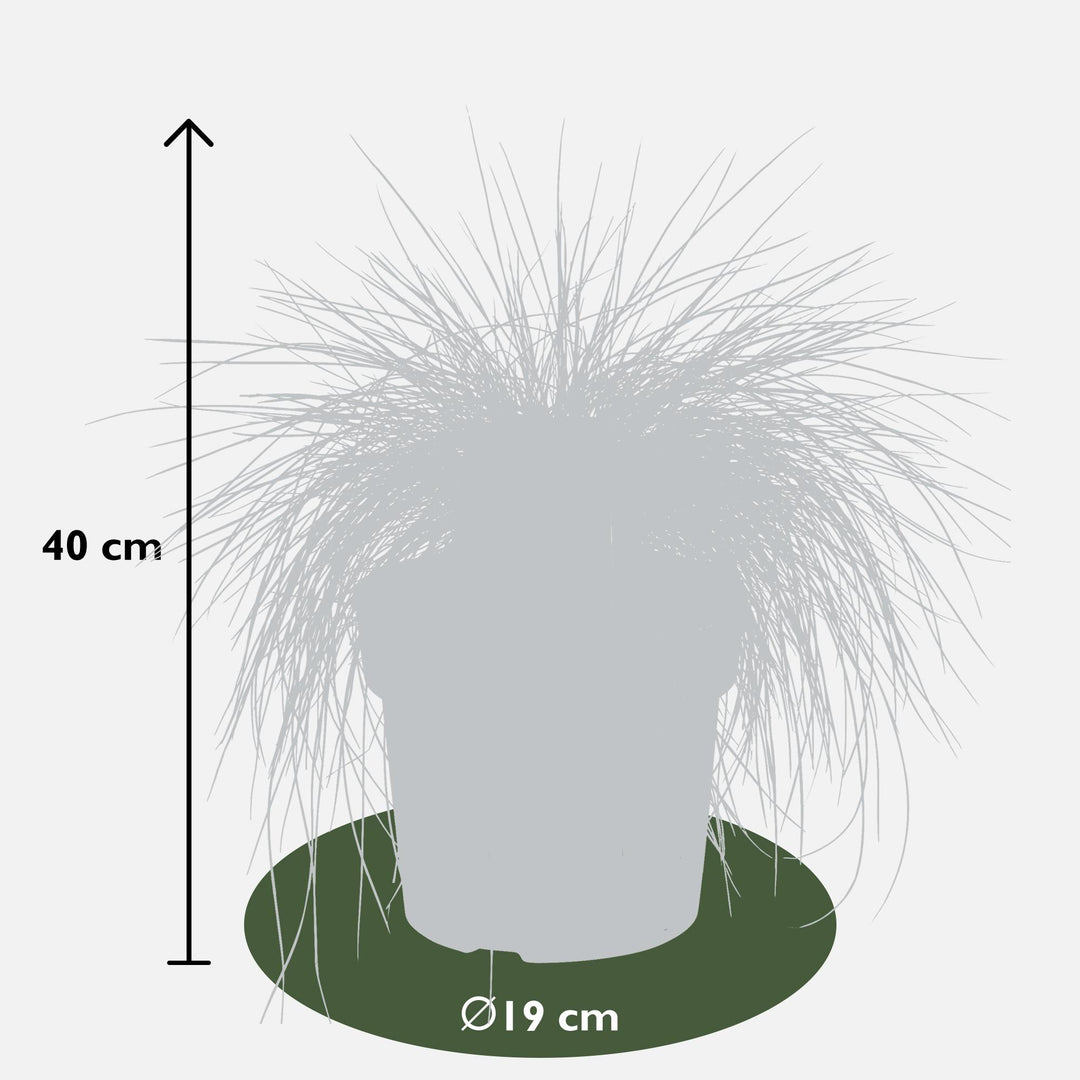 Festuca glauca Azura Blue - Ø19cm - ↕40cm - Ø19 - ↨40cm