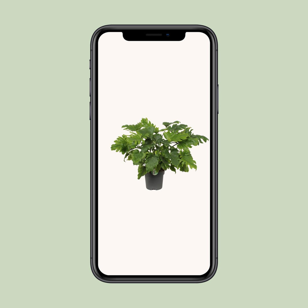 Philodendron Xanadu - Ø21cm - ↕60cm