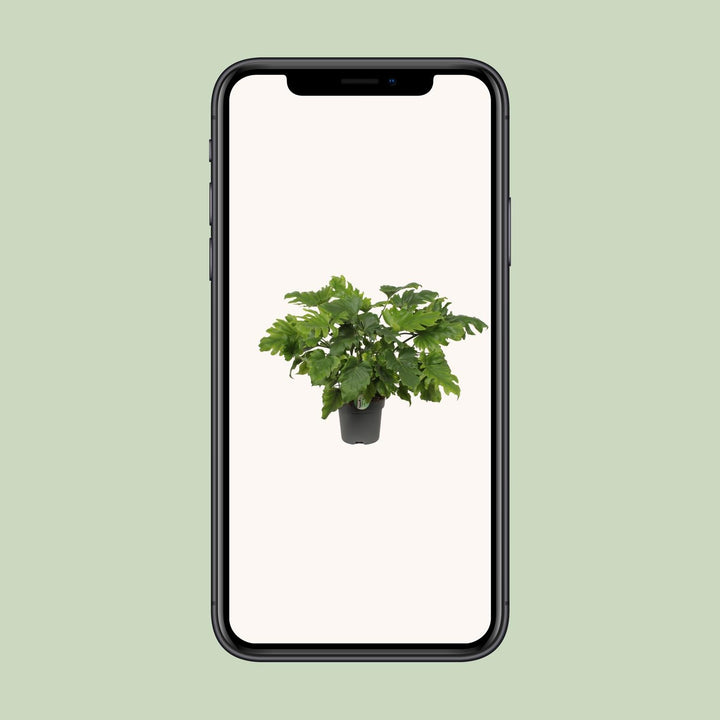 Philodendron Xanadu - Ø21cm - ↕60cm