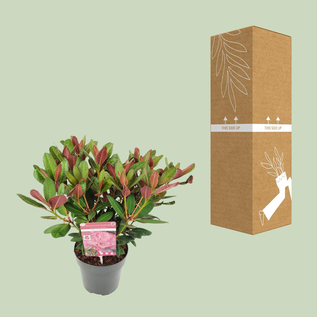 Rhododendron 'Wine & Roses'- Ø19 ↕45