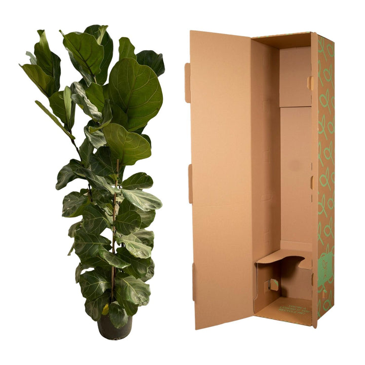 Ficus Lyrata struik - 180 cm - Ø30
