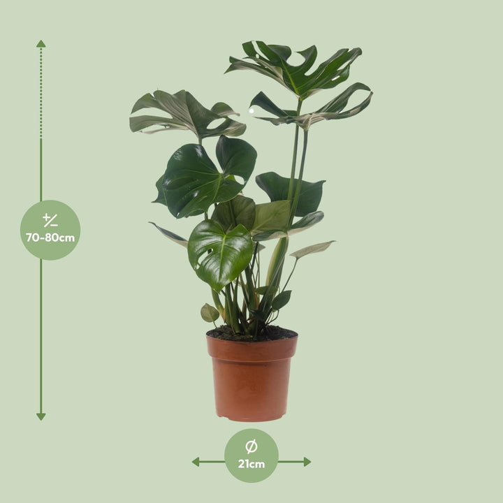 Monstera Deliciosa - Ø21cm - ↕75cm
