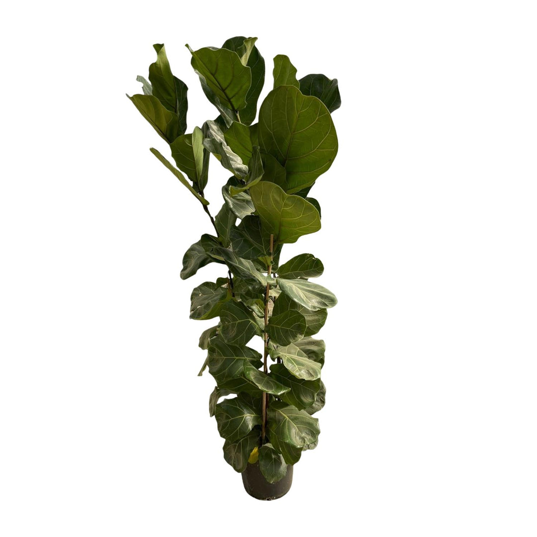 Ficus Lyrata struik - 180 cm - Ø30