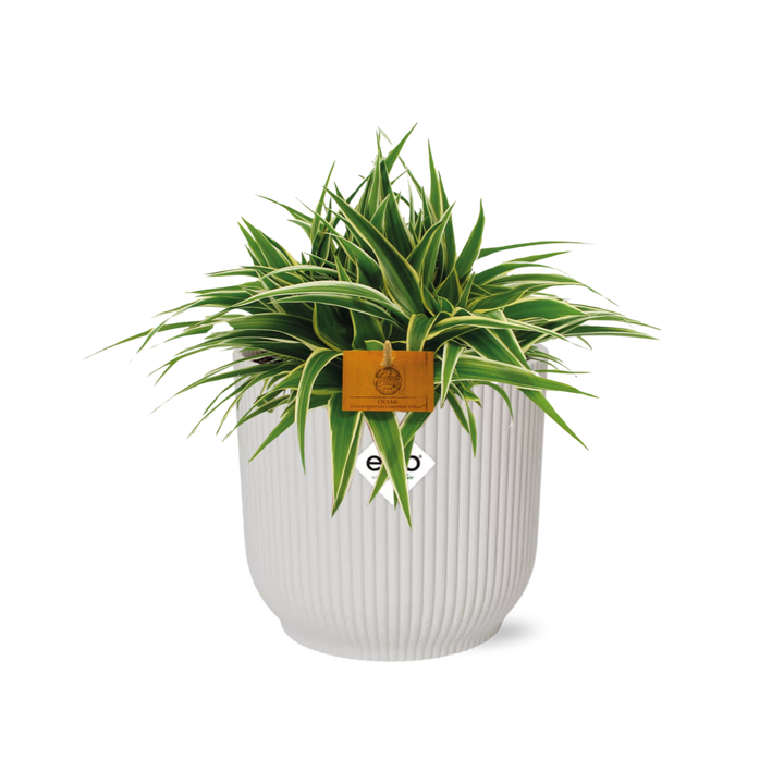 Chlorophytum Ocean 15cm in ELHO Vibes Fold 16cm round silky white