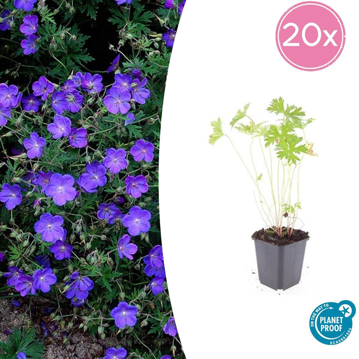 20x Geranium 'Johnson's Blue' - ↕10-25cm - Ø9cm