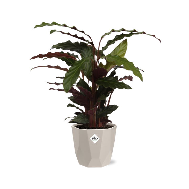 Calathea Rufibarba ‘Tropistar’ in ELHO b.for rock 14 cm warm grey