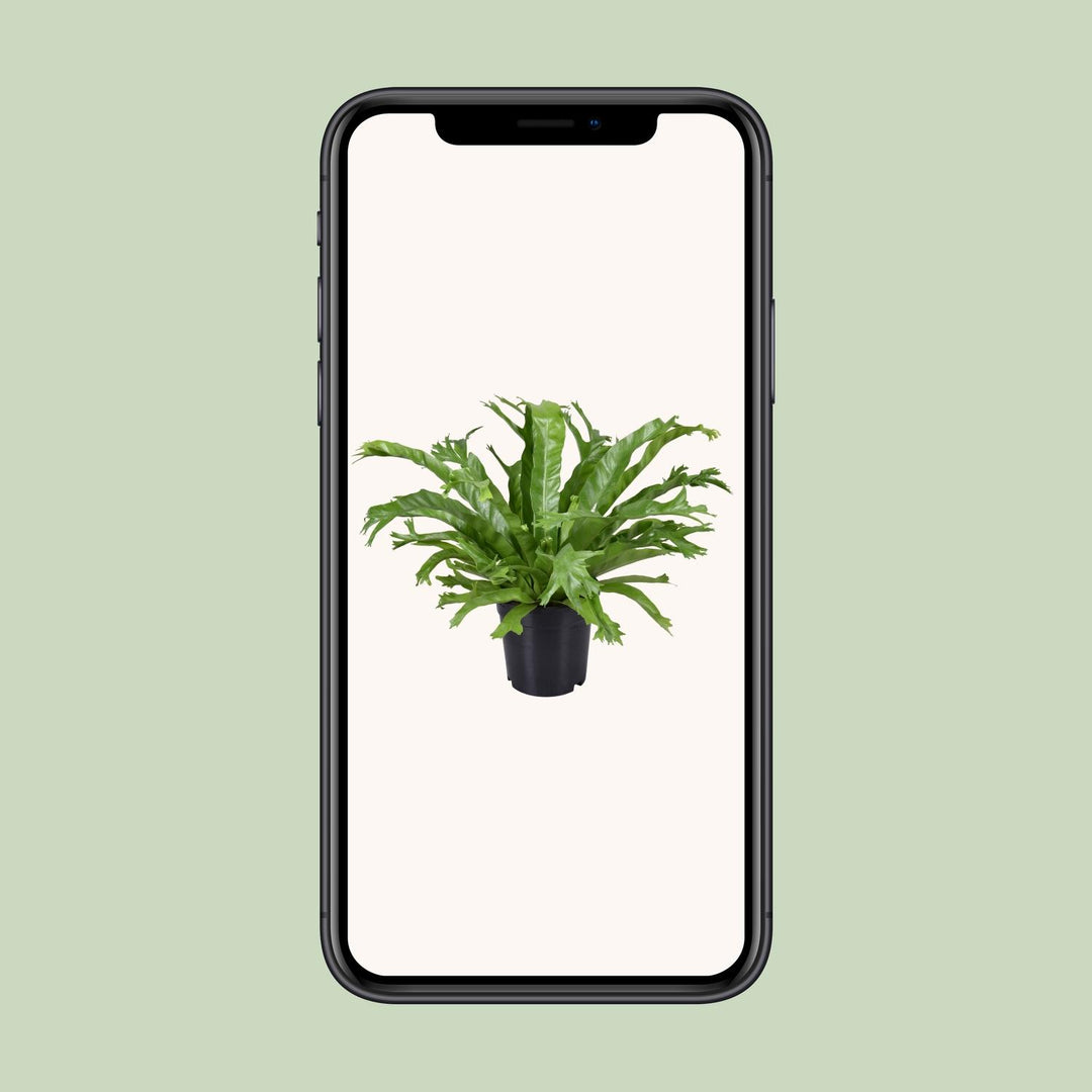 Asplenium Nidus Crissie - Ø17cm - ↕40cm