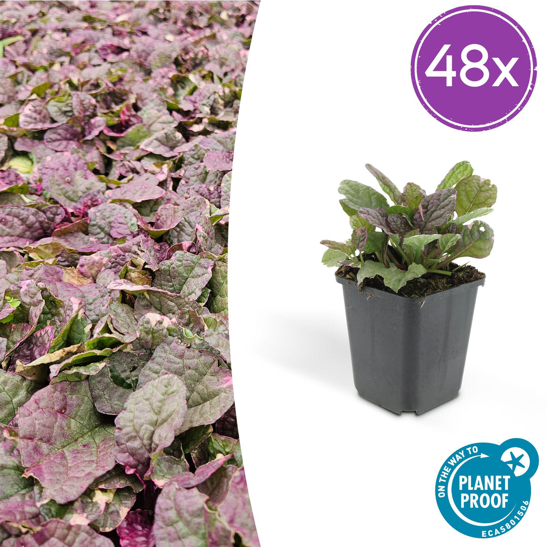 48x Ajuga reptans 'Burgundy Glow' - ↕10-25cm - Ø9cm