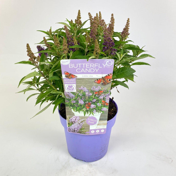 Buddleja dav. 'Butterfly Candy Little Lila' - Ø19cm - ↕25cm