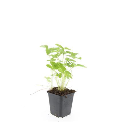 24x Fragaria vesca - ↕10-25cm - Ø9cm