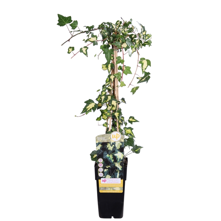 Hedera colchica 'Dentata Variegata' - Ø15cm - ↕65cm