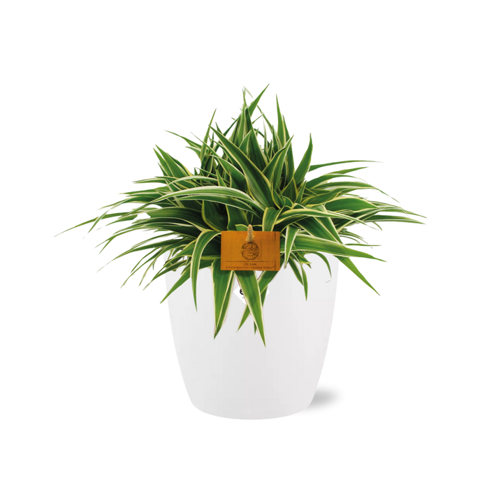 Chlorophytum Ocean 15cm in ELHO brussels 16 cm round white