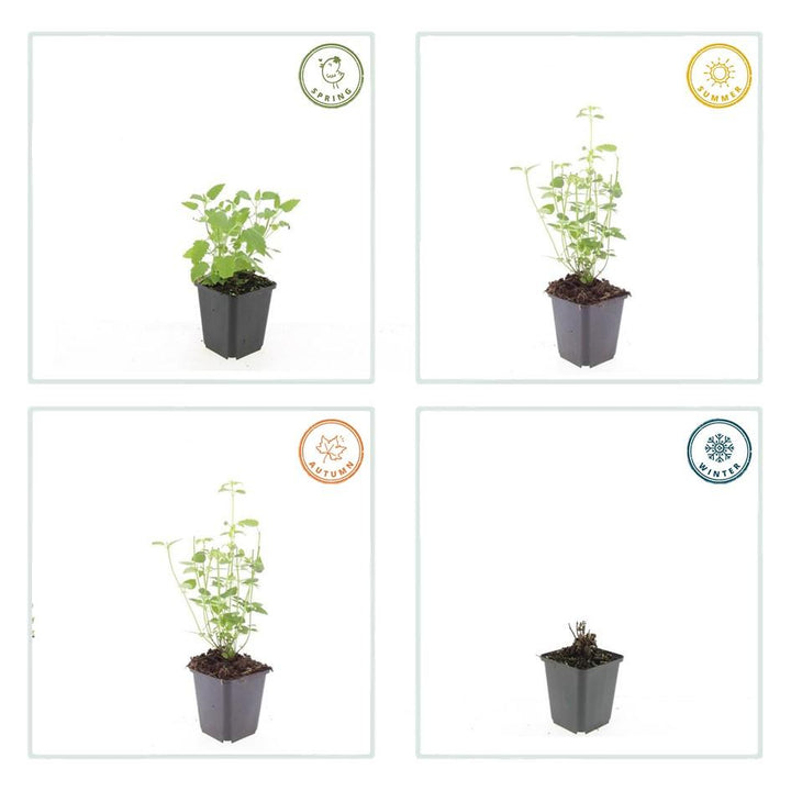 48x Agastache 'Black Adder' - ↕10-25cm - Ø9cm