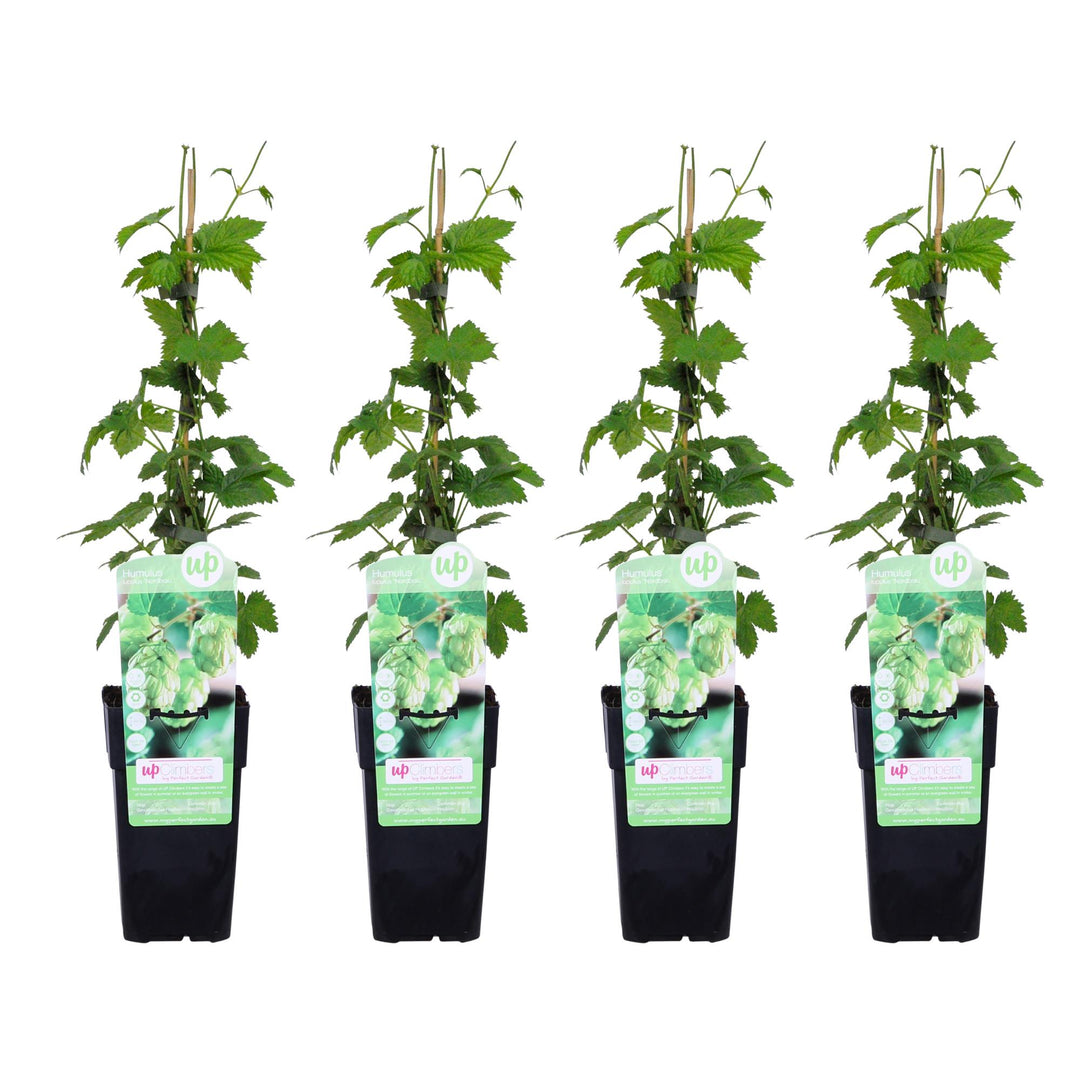 4x - Humulus lupulus 'Nordbrau' - ↨65cm - Ø15