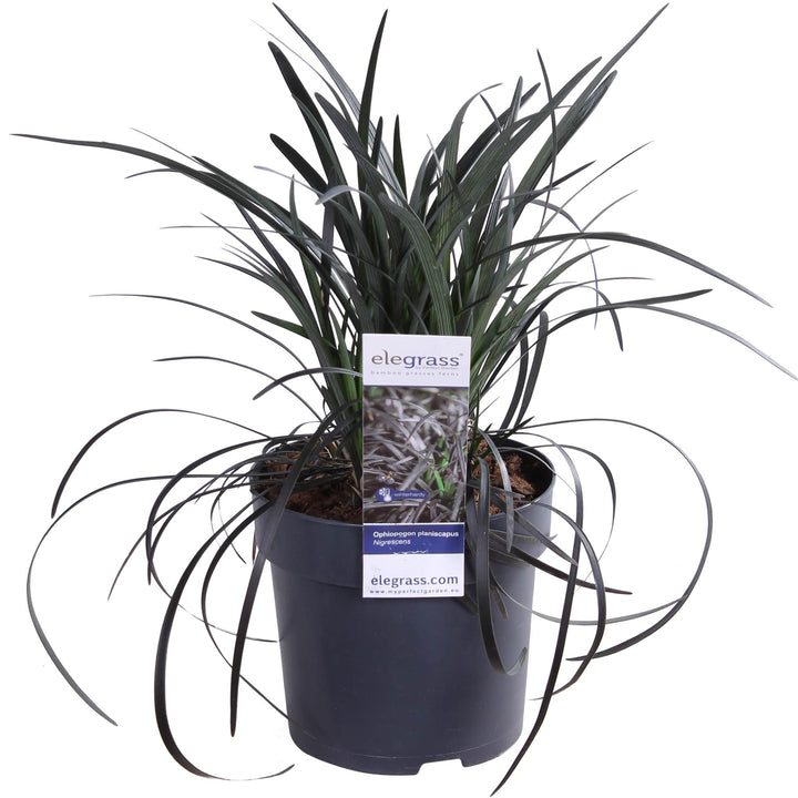 Ophiopogon planiscapus Nigrescens - Ø14cm - ↕30cm